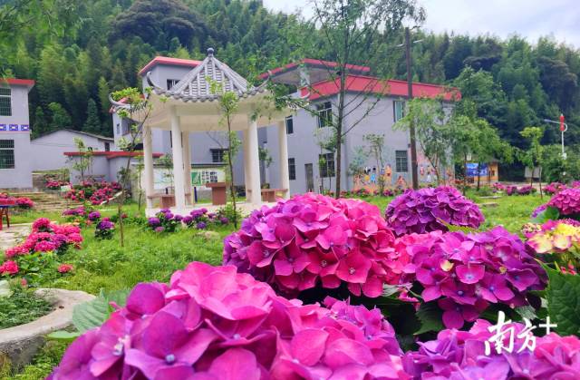 繡球花開(kāi)。張萍 攝