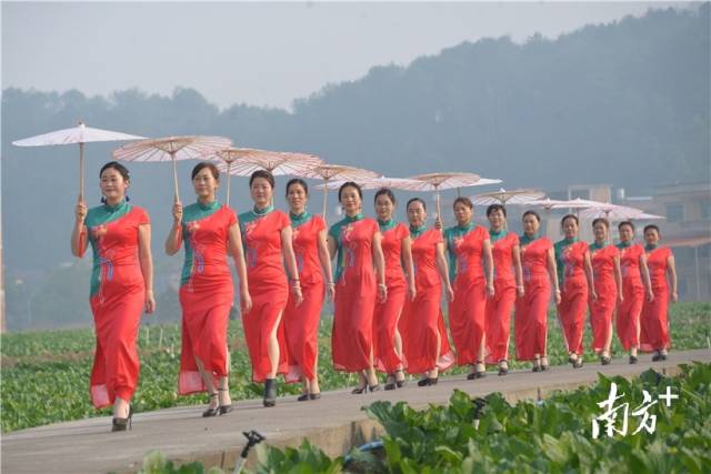 菜心旗袍秀。張曉欣 攝