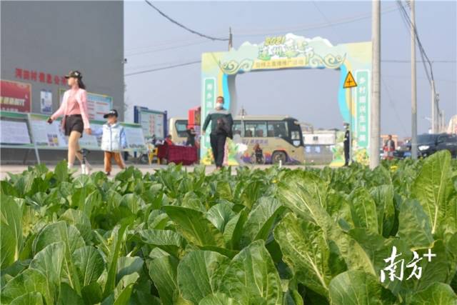 10日，2021連州菜心節(jié)暨線上直播推廣活動在西岸鎮(zhèn)河田村開幕。張曉欣 攝