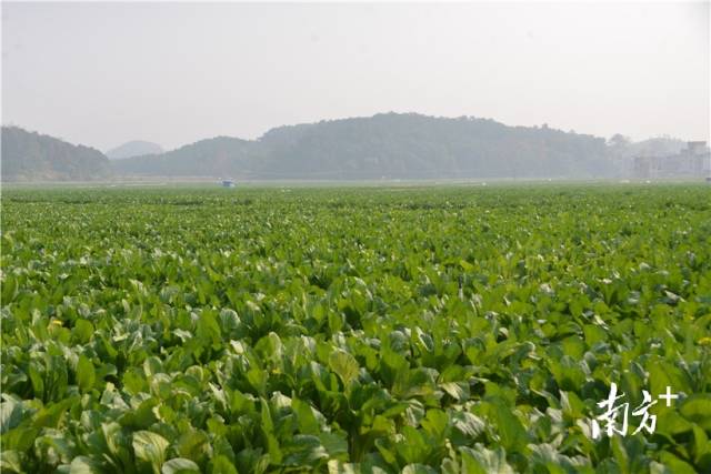 河田蔬菜基地內(nèi)，連片千畝菜心長勢喜人。張曉欣 攝
