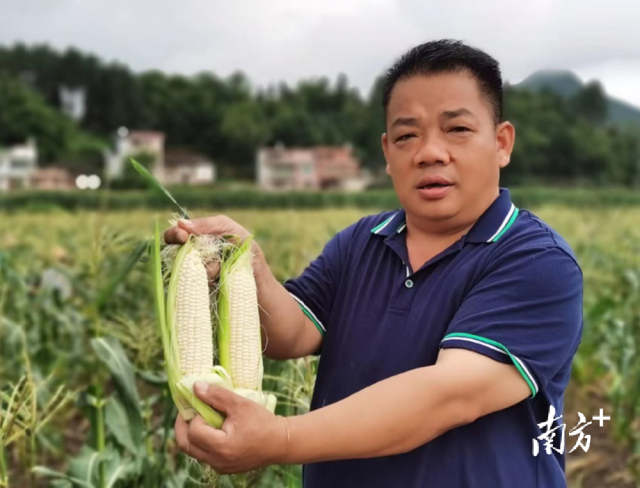 四聯(lián)村試點(diǎn)種植水果玉米，走特色產(chǎn)業(yè)發(fā)展道路。