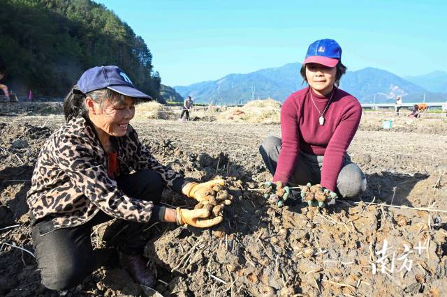 朱崗村水美塘馬蹄種植基地里，村民在采挖馬蹄。張曉欣 攝