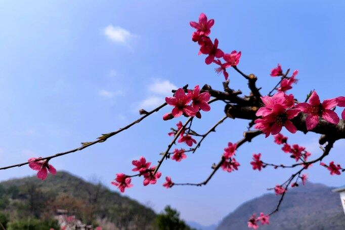 千年古城被一片片粉紅席卷。清遠(yuǎn)日?qǐng)?bào)記者 周璐 攝