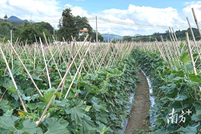 九陂鎮(zhèn)新墟村打造的秋季黑皮冬瓜種植基地。九陂鎮(zhèn)供圖