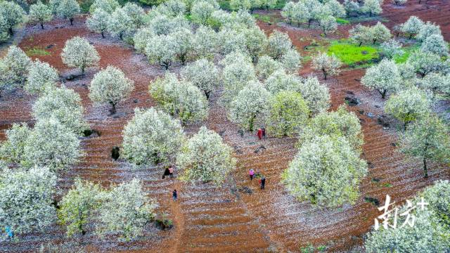 連州梨花。丘貴星 攝